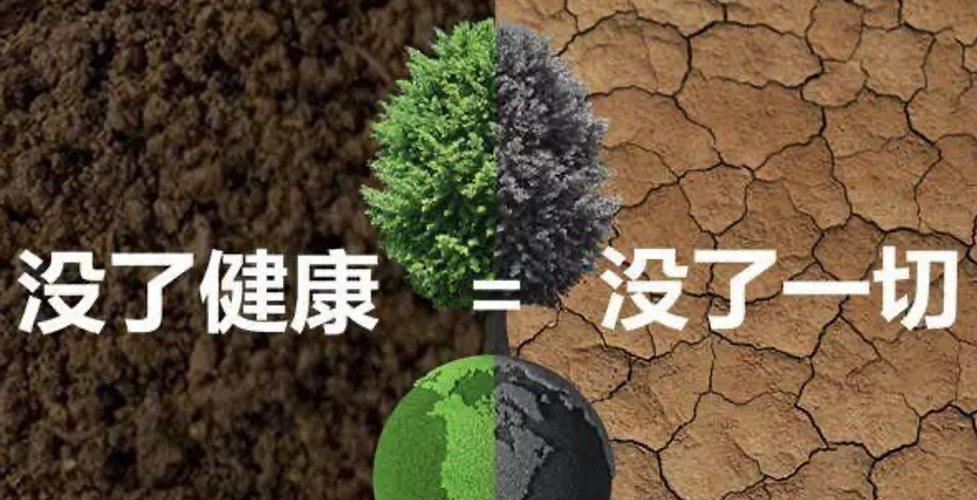 金銀花的3大養生功效+6種適宜人群！